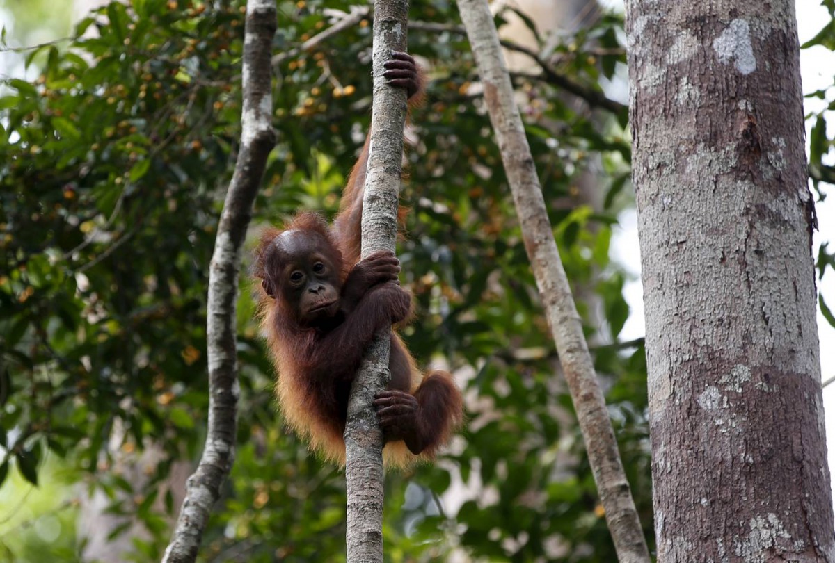 A baby orangutan hangs from a tree at Camp Leakey in Tanjung Puting National Park in Central Kalimantan province, Indonesia, June 15, 2015. Reuters / Darren Whiteside
