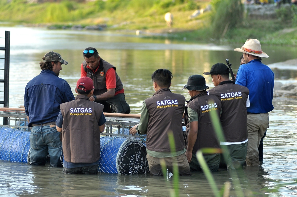 This picture taken on February 11, 2020, shows Australian crocodile wranglers Matthew Nicolas Wright (R) and Chris Wilson (L) directing the lndonesian team in setting the trap in the river in Palu, Sulawesi. AFP / Olagondronk