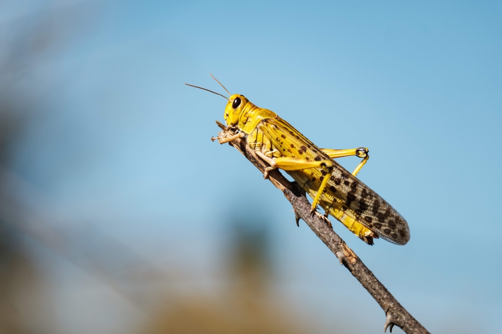 Swarms of locusts land and feed on shea trees, which are a big source of food and income for local farmers, in Otuke on February 17, 2020.  AFP / Sumy Sadurni 
 
 
