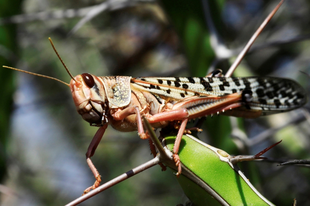 A desert locust is seen feeding on a plantation in a grazing land on the outskirt of Dusamareb in Galmudug region, Somalia December 22, 2019. Reuters/Feisal Omar 
 
 