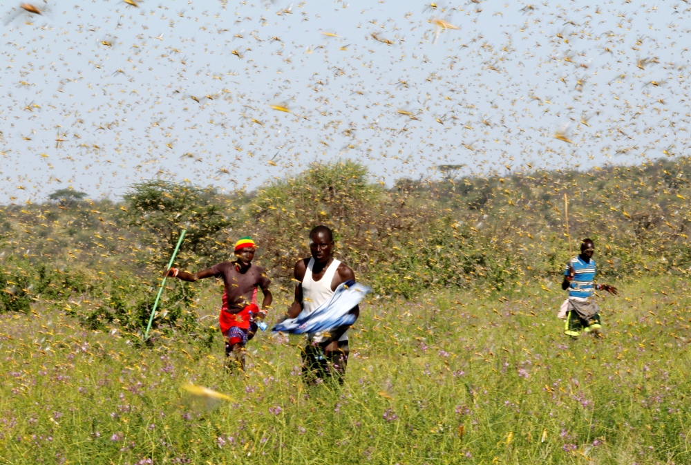Samburu men attempt to fend-off a swarm of desert locusts flying over a grazing land in Lemasulani village, Samburu County, Kenya January 17, 2020. Reuters/Njeri Mwangi