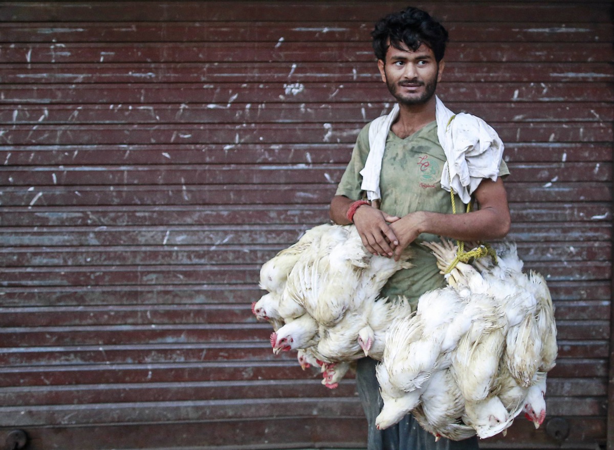 File photo: A Mumbai poultry market worker carries birds. Danish Siddiqui / Reuters