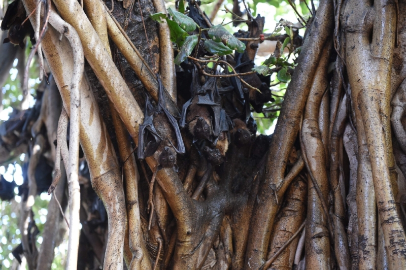 In this file photo taken on April 29, 2018, Indian bats cling onto the branches of a banyan tree on the campus of Gujarat College in Ahmedabad. AFP / Sam Panthaky
