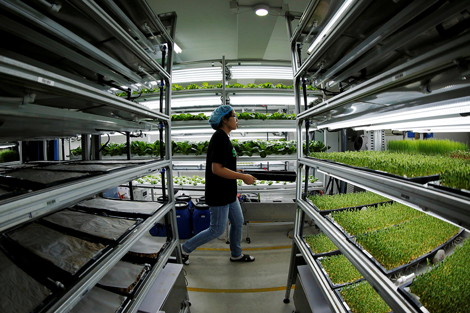 A staff member walks to harvest microgreens at an indoor hydroponic vegetable farming facility in Beijing, China August 12, 2019. Reuters/Florence Lo