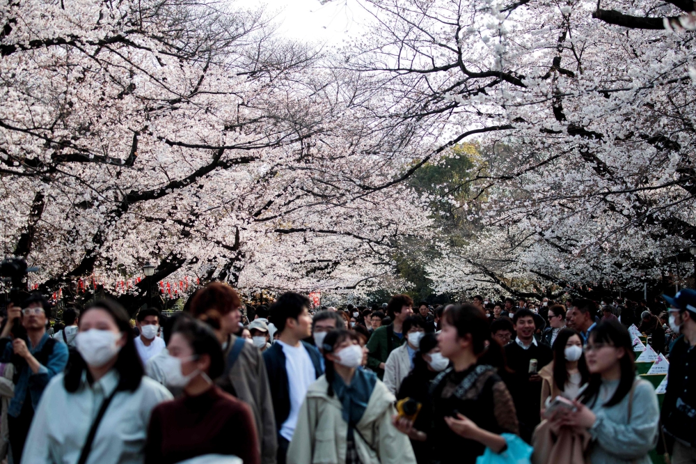 People wearing face masks, amid concerns of the COVID-19 coronavirus, walk under the cherry blossoms at Ueno park in Tokyo on March 22, 2020. / AFP / Behrouz Mehri 