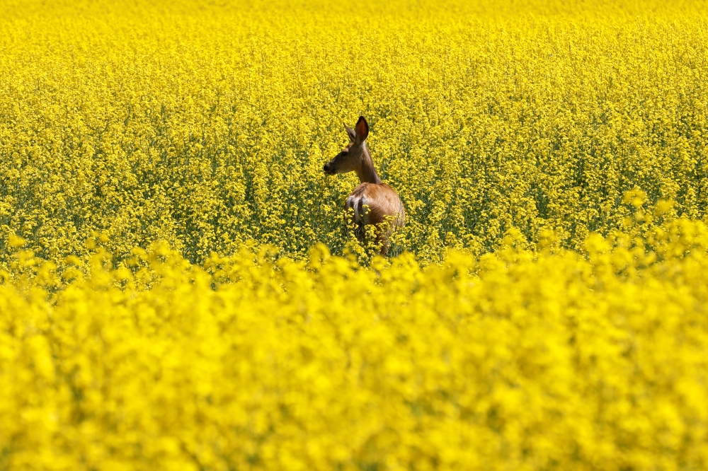  A deer feeds in a western Canadian canola field which are in full bloom this week before it will be harvested later this summer in rural Alberta, Canada July 23, 2019. Reuters/Todd Korol
 