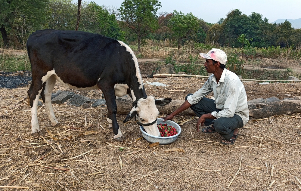 Anil Salunkhe, a farmer, feeds strawberries to his cow during a 21-day nationwide lockdown to slow the spreading of coronavirus disease (COVID-19), at Darewadi village in Satara district in the western state of Maharashtra, India, April 1, 2020. Reuters/R