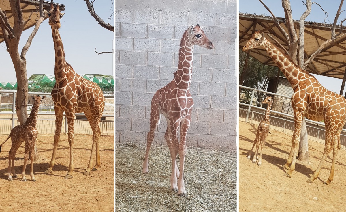 Collage of pictures shared by the ministry