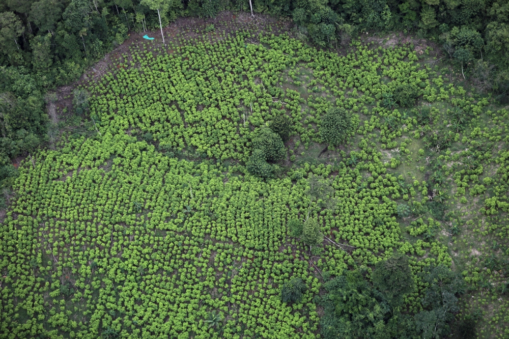 FILE PHOTO: An aerial view of coca plantations in Tumaco, Colombia February 26, 2020. REUTERS/Luisa Gonzalez/File Photo