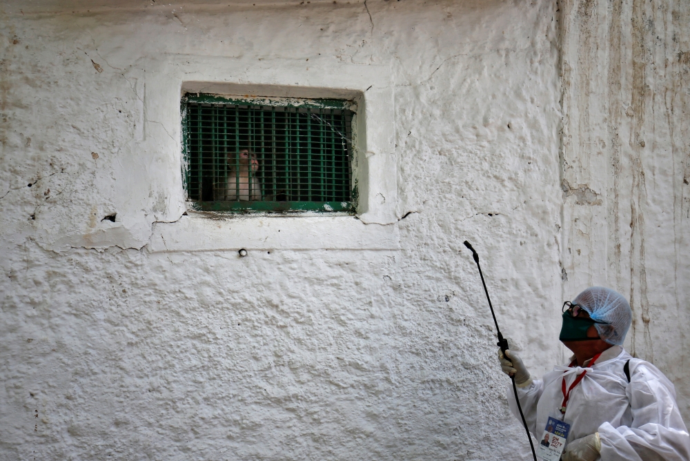 A worker wearing protective gear sprays disinfectant on a monkey looking out from its enclosure at Kamla Nehru Zoological Park amid concerns about the spread of coronavirus disease (COVID-19), in Ahmedabad, India, April 9, 2020. REUTERS/Amit Dave