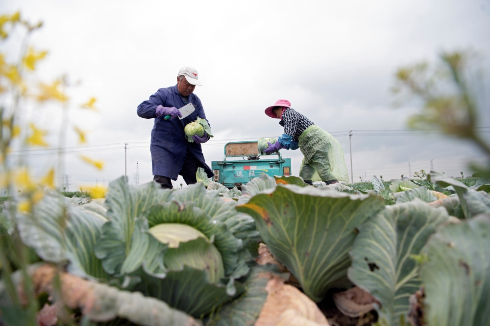 Farmers harvest vegetables at a farm in a village in Haian, Jiangsu province, China April 19, 2020. Picture taken April 19, 2020. China Daily via REUTERS