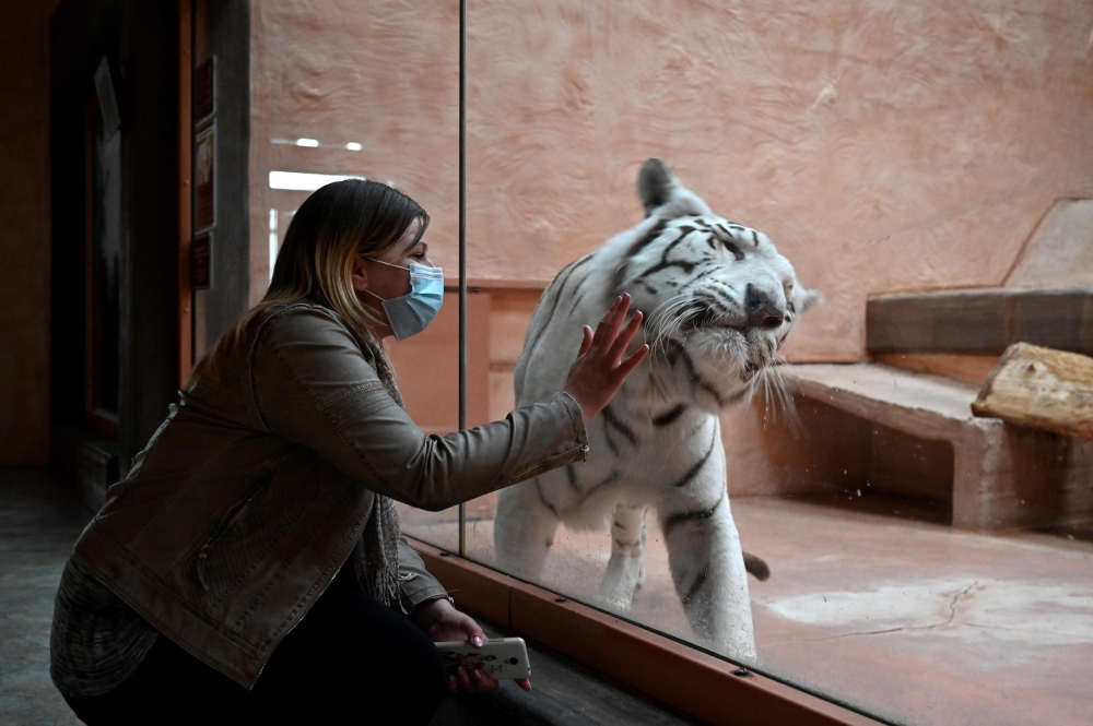 An employee interacts with a Bengal tiger named Shere Khan through the glass wall of an enclosure at a private zoo 