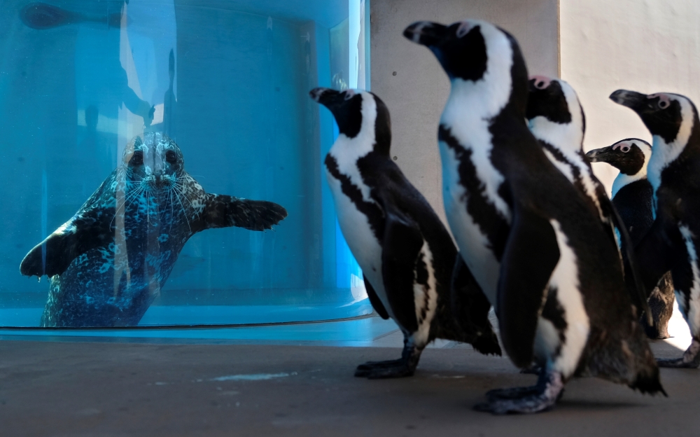 Cape penguins walk past a seal in an aquarium at Hakkeijima Sea Paradise, which is closed amid the COVID-19 coronavirus pandemic, in Yokohama on May 8, 2020 as part of a theme park's project to deliver the state of animals through official website and SNS
