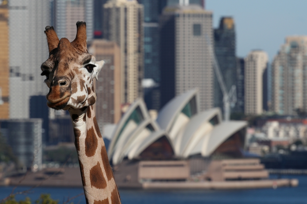 A giraffe is seen in front of the Sydney Opera House at Taronga Zoo Sydney as it re-opens to the public amidst the easing of the coronavirus disease (COVID-19) restrictions following an extended closure in Sydney, Australia, June 1, 2020. REUTERS/Loren El