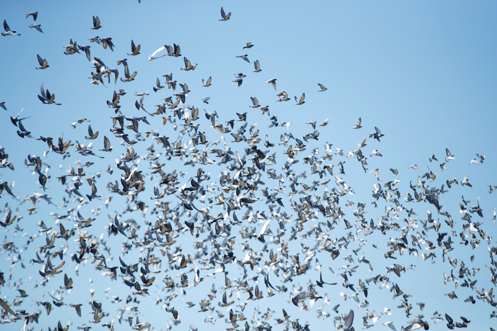 Pigeons are released at the start of a pigeon race in Kettering, following the outbreak of the coronavirus disease (COVID-19), Kettering, Britain, June 1, 2020. REUTERS/Andrew Boyers
