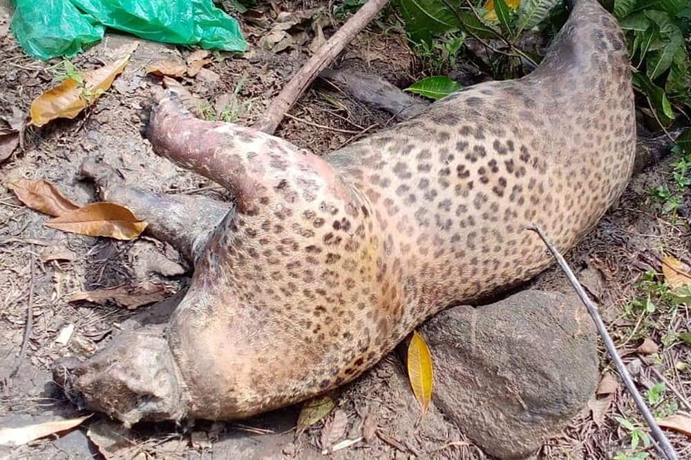 A dead endangered leopard is seen at a private cashew plantation in Neluwa, about 145 km southeast of the capital Colombo, on June 2, 2020. AFP / STR