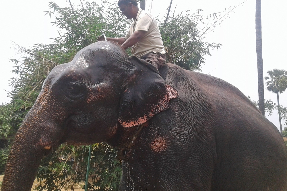 This picture taken on June 9, 2020 shows Indian landowner Akhtar Imam with one of his elephant at Murgia Chai village, in Janipur near Patna. AFP / Mohd Imran Khan 
