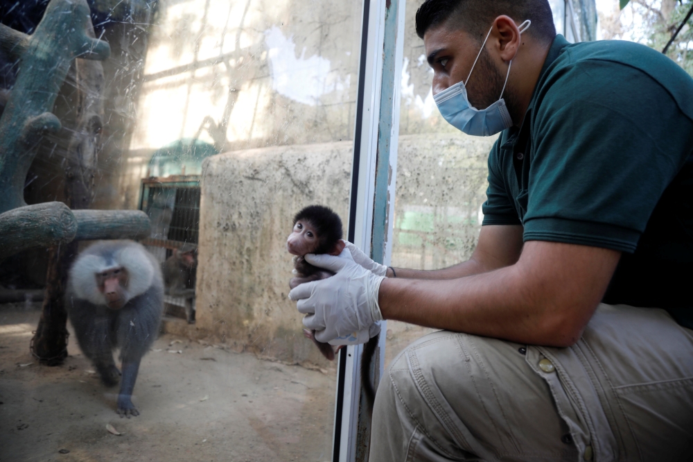 A baby baboon is held by a worker as its father is seen in a glass enclosure at the Qalqilya Zoo, where workers say a coronavirus lockdown has led to a boom in animal births, in Qalqilya in the Israeli-occupied West Bank June 11, 2020. Reuters/Raneen Sawa