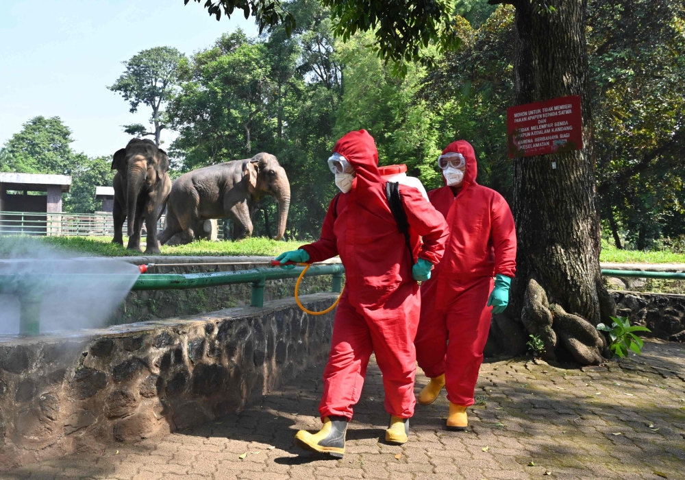 Indonesian fire fighters spray disinfectant next to elephants at the Ragunan Zoo ahead of its reopening in Jakarta on June 17, 2020. AFP / ADEK BERRY