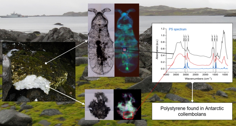 A handout composit image made available by Elettra Sicrotone Trieste University of Siena, on June 24, 2020, shows graphics of polystyrene found in Antarctic collembolans. AFP PHOTO /ELETTRA SINCROTONE TRIESTE UNIVERSITY OF SIENA