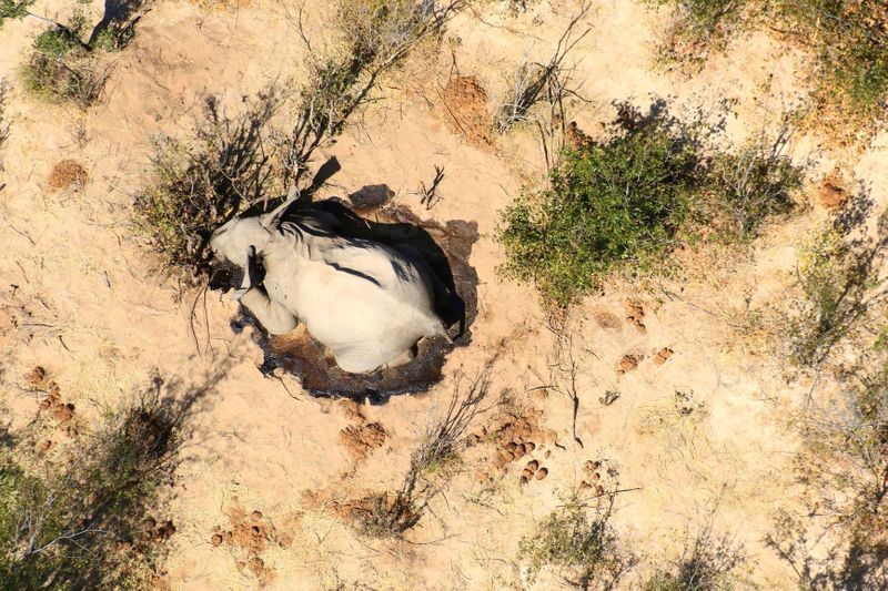 A dead elephant is seen in this undated handout image in Okavango Delta, Botswana May-June, 2020. PHOTOGRAPHS OBTAINED BY REUTERS/Handout via REUTERS 
