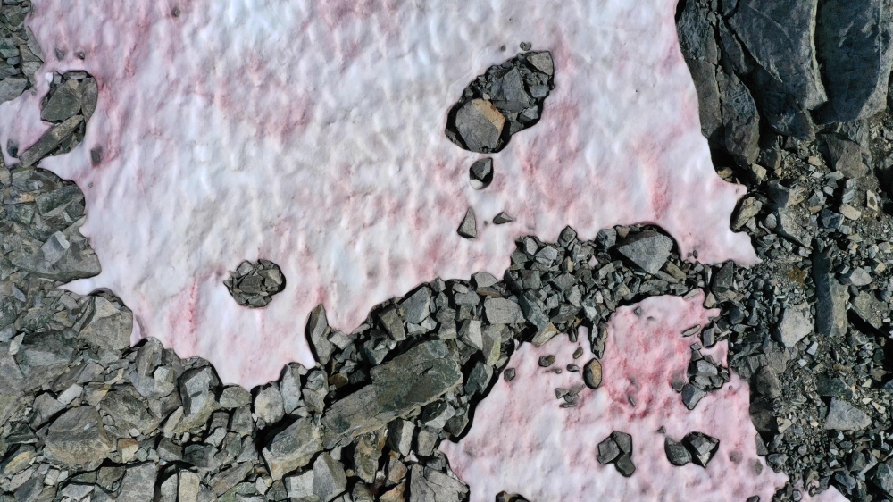 An aerial picture taken on July 3, 2020 above the Presena glacier near Pellizzano , shows pink colored snow, supposedly due to the presence of colonies of algae of the species Ancylonela nordenskioeldii from Greenland. / AFP / Miguel Medina