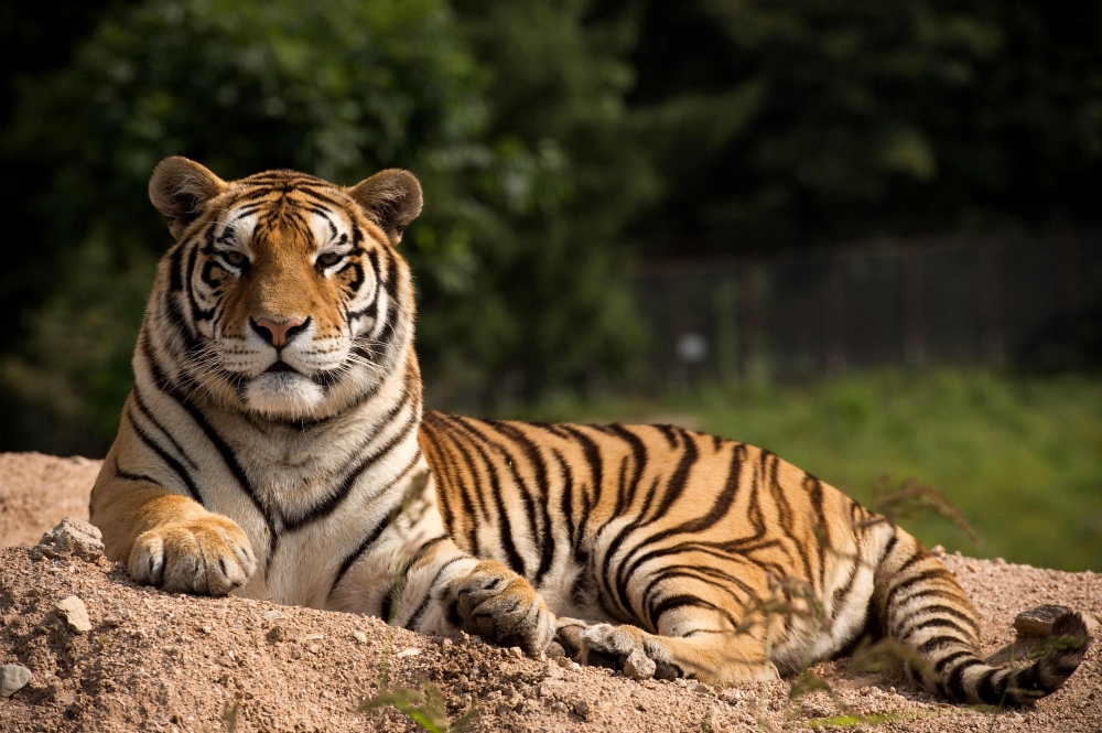 (FILES) In this file photo taken on August 25, 2017, a Siberian tiger sits in the Hengdaohezi Siberian Tiger Park in Hengdaohezi township on the outskirts of Mudanjiang. AFP / Nicolas ASFOURI