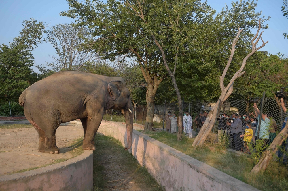 Media representatives take video and photographs of Elephant Kaavan as it stands behind a fence at the Marghazar Zoo in Islamabad on July 18, 2020.  A Pakistani court approved the relocation of a lonely and mistreated elephant to Cambodia on July 18 after