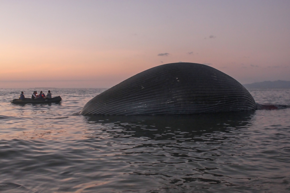This picture taken on July 21, 2020 shows local officials inspecting the bloated carcass of a whale near the shore in Kupang, in East Nusa Tenggara. A giant 23 metre (75 foot) whale briefly washed up near a beach in Indonesia but it was unclear how the en