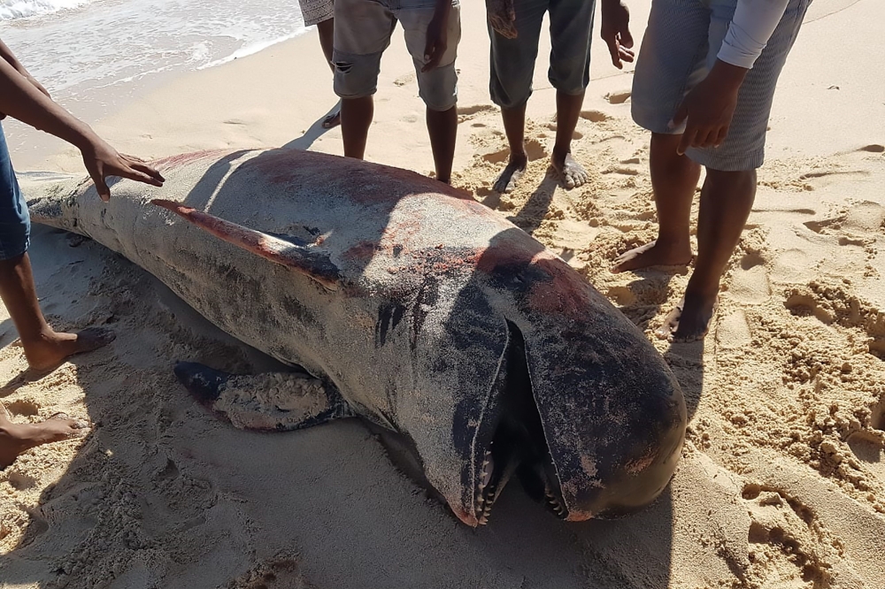 This handout picture taken and released on July 30, 2020 by Indonesian nature conservation agency (BKSDA) shows villagers looking at a dead whale at Lie Jaka beach in Sabu Raijua, East Nusa Tenggara. Ten whales covered in deep cuts were found dead on an I