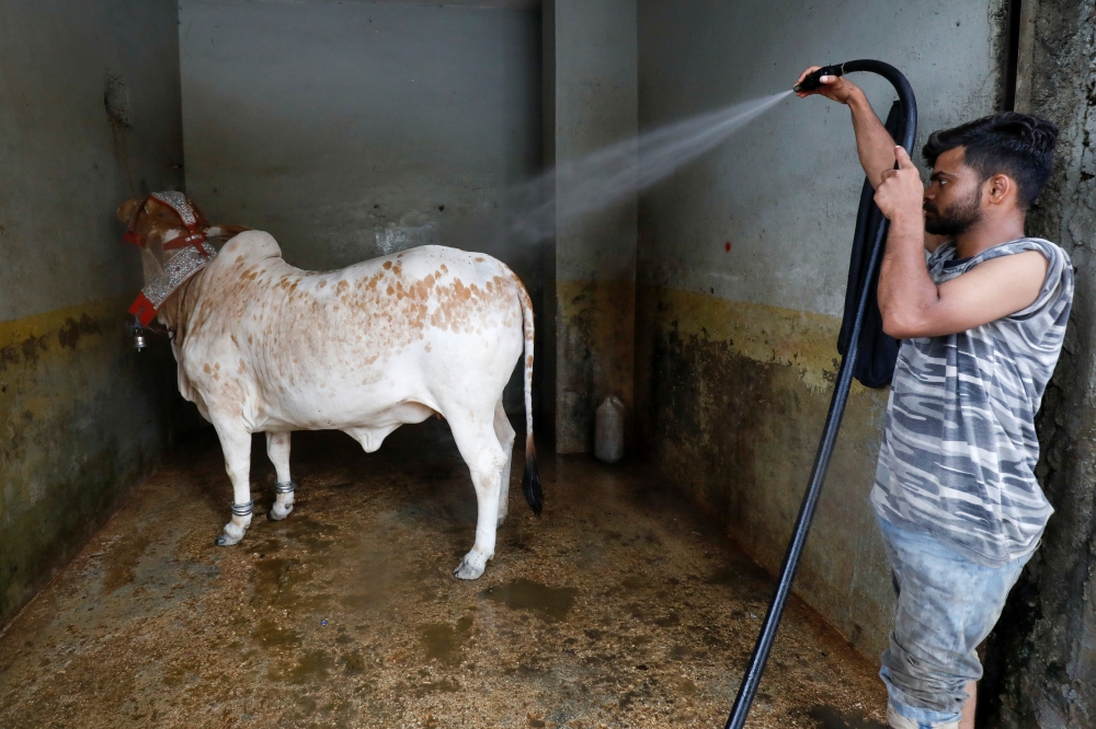 A worker uses a pressure hose on a bull during a spray wash, at an automobile service station, ahead of the Muslim festival of sacrifice Eid al-Adha, as the coronavirus disease (COVID-19) outbreak continues, in Karachi, Pakistan July 30, 2020. REUTERS/Akh