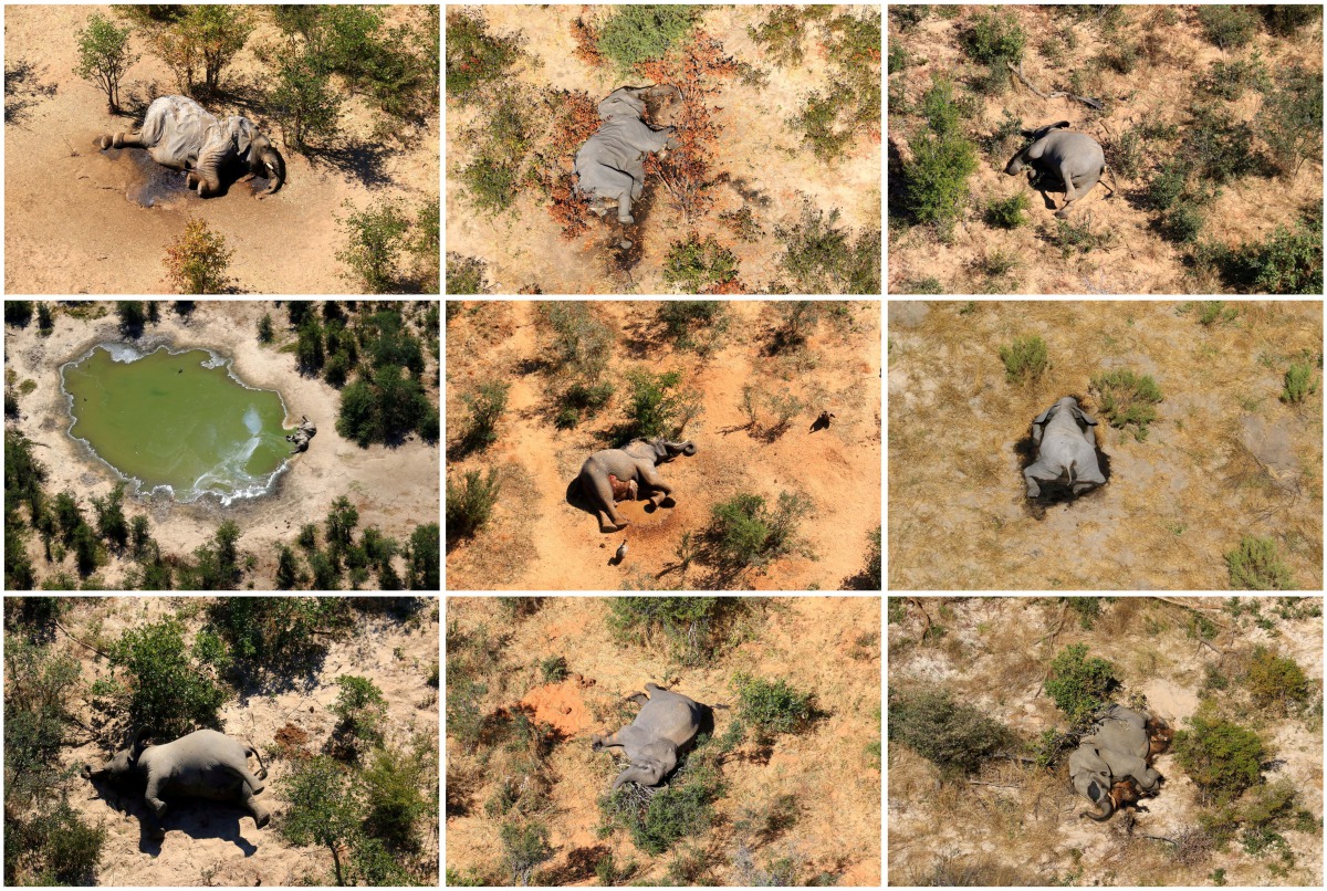 FILE PHOTO: A combination photo shows dead elephants in Okavango Delta, Botswana May-June, 2020. PHOTOGRAPHS OBTAINED BY REUTERS/Handout via REUTERS