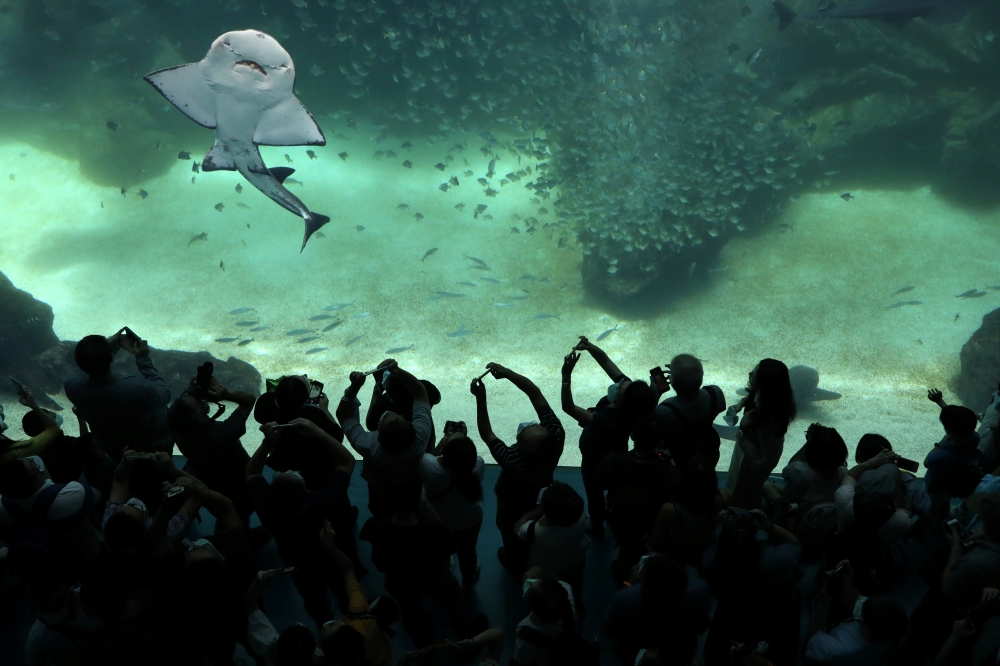 Visitors tour the Xpark Aquarium on its opening day while wearing protective masks to prevent the spread of the coronavirus disease (COVID-19) in Taoyuan, Taiwan, August 7, 2020. REUTERS/Ann Wang