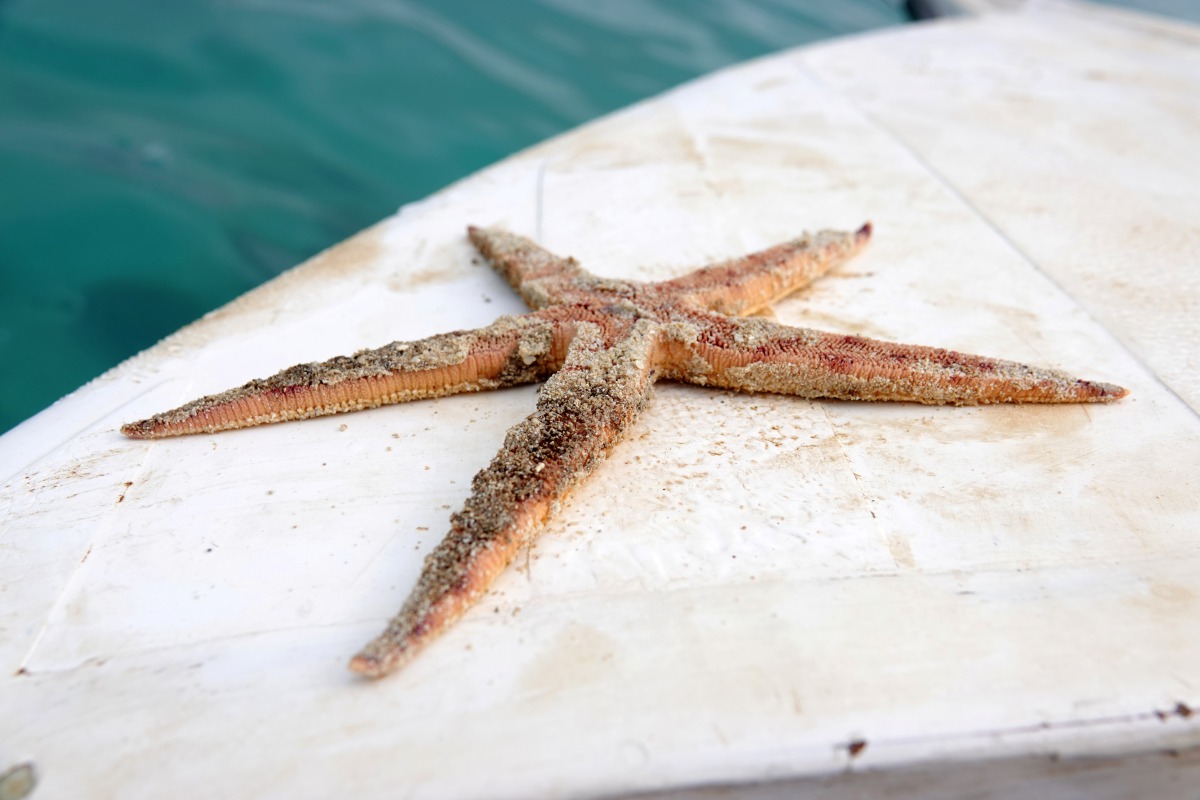 A dead starfish is seen following leaked oil from the bulk carrier ship MV Wakashio, belonging to a Japanese company but Panamanian-flagged, which ran aground on a reef, at the Riviere des Creoles, on the Mahebourg waterfront, Mauritius, August 10, 2020. 