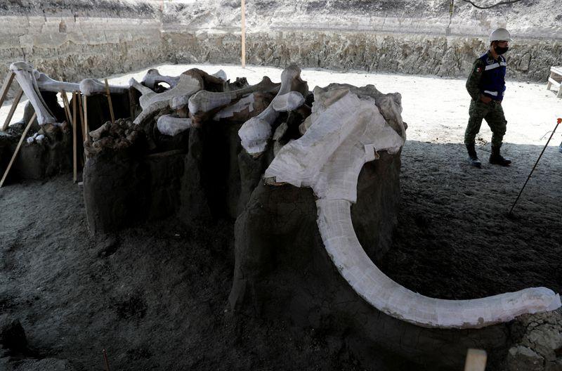 Mammoth bones are pictured at a site where archaeologists and workers of Mexico's National Institute of Anthropology and History (INAH) work and where more than 100 mammoth skeletons have been identified, along with a mix of other ice age mammals, at an a