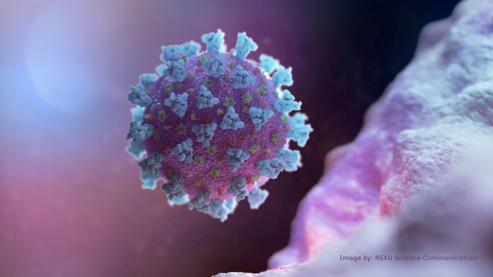 A computer image created by Nexu Science Communication together with Trinity College in Dublin, shows a model structurally representative of a betacoronavirus which is the type of virus linked to COVID-19, better known as the coronavirus linked to the Wuh