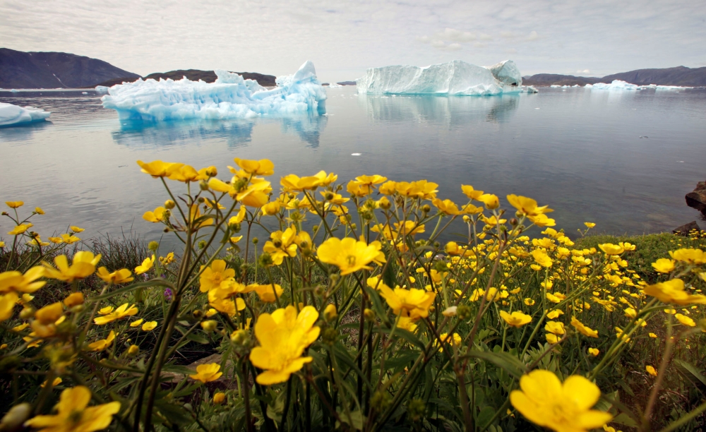 Wildflowers bloom on a hill overlooking a fjord filled with icebergs near the south Greenland town of Narsaq July 27, 2009. REUTERS/Bob Strong/File Photo