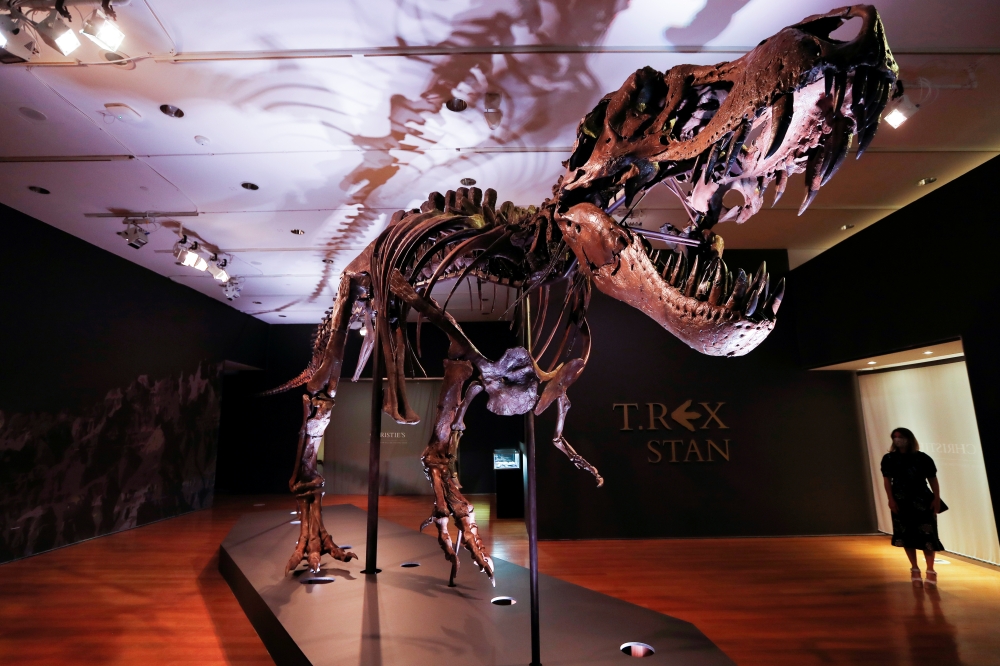An approximately 67 million-year-old Tyrannosaurus Rex skeleton, one of the largest, most complete ever discovered and named 