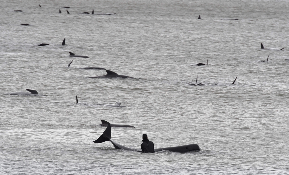 This handout photo taken and received from Brodie Weeding from The Advocate on September 22, 2020 shows a pod of whales stranded on a sandbar in Macquarie Harbour on the rugged west coast of Tasmania. Rescuers faced a race against time to save nearly 200 