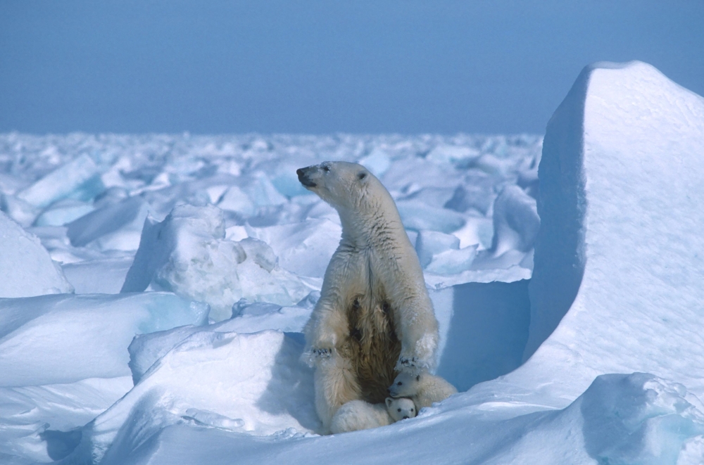 :(FILES) This file handout photo made available on July 17, 2020 by Polar Bears International shows a polar bear with its cubs in the Sea Ice, northeast of Prudhoe Bay in Alaska in 1985. AFP PHOTO / Polar Bears International / Steven C. AMSTRUP
