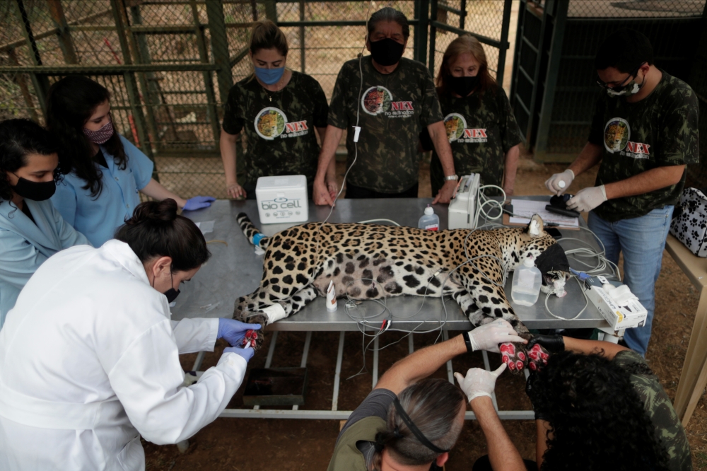 An adult female jaguar named Amanaci receives stem cell treatment on her paws after burn injuries during a fire in Pantanal, at NGO Nex Institute in Corumba de Goias, Goias State, Brazil, September 19, 2020. REUTERS/Ueslei Marcelino