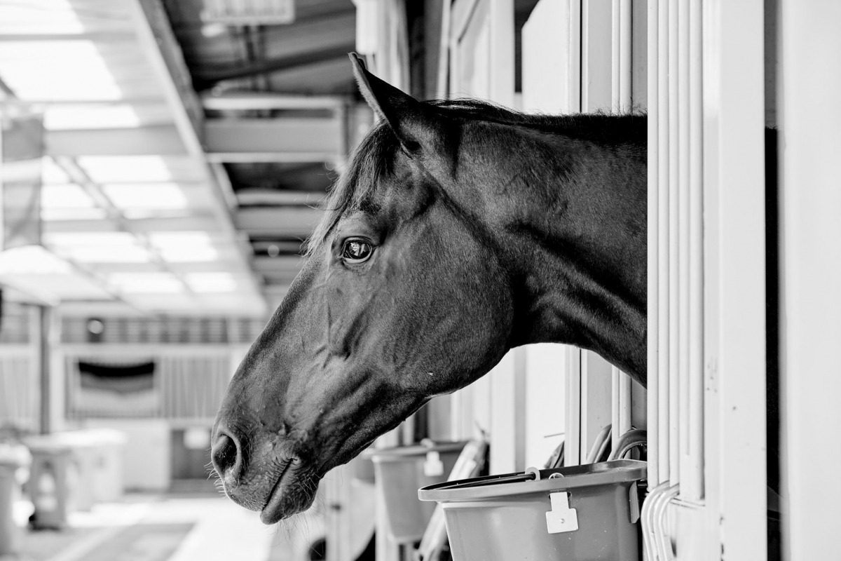 Photo source: Fédération Equestre Internationale