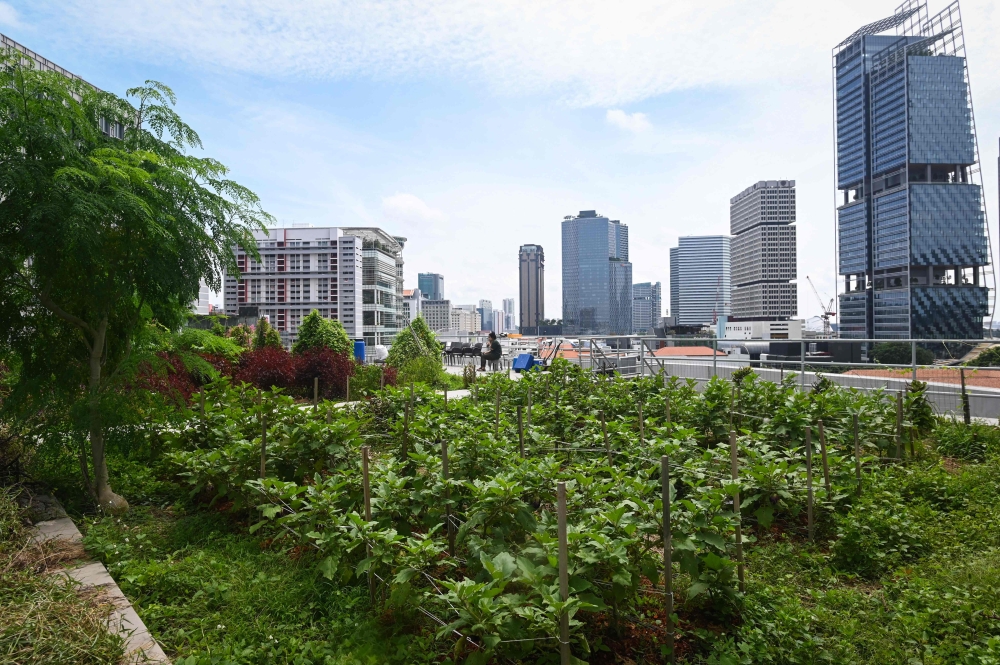 This photograph taken on September 7, 2020, shows the general view of a rooftop garden used for urban farming to grow edible plants above the Raffles City mall in Singapore. AFP / Roslan RAHMAN 