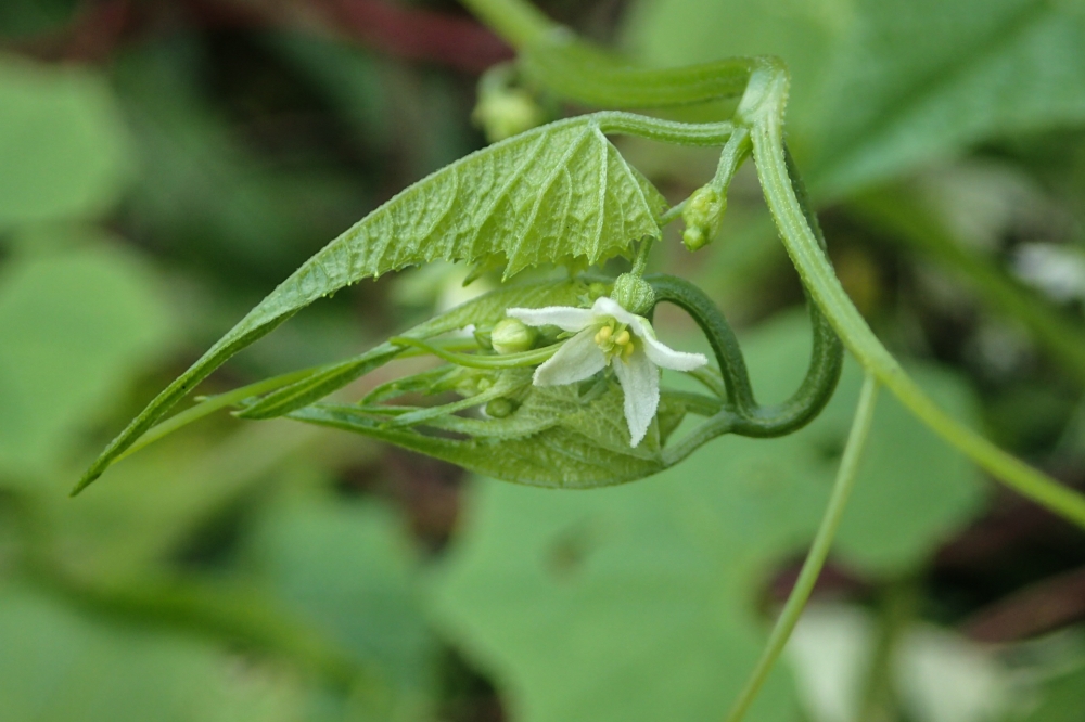 A hand out image made available by Kyoto University on October 7, 2020, shows an unusual vine discovered at Yamagata Prefectural Natural Museum Park. AFP / KYOTO UNIVERSITY / Shoko SAKAI