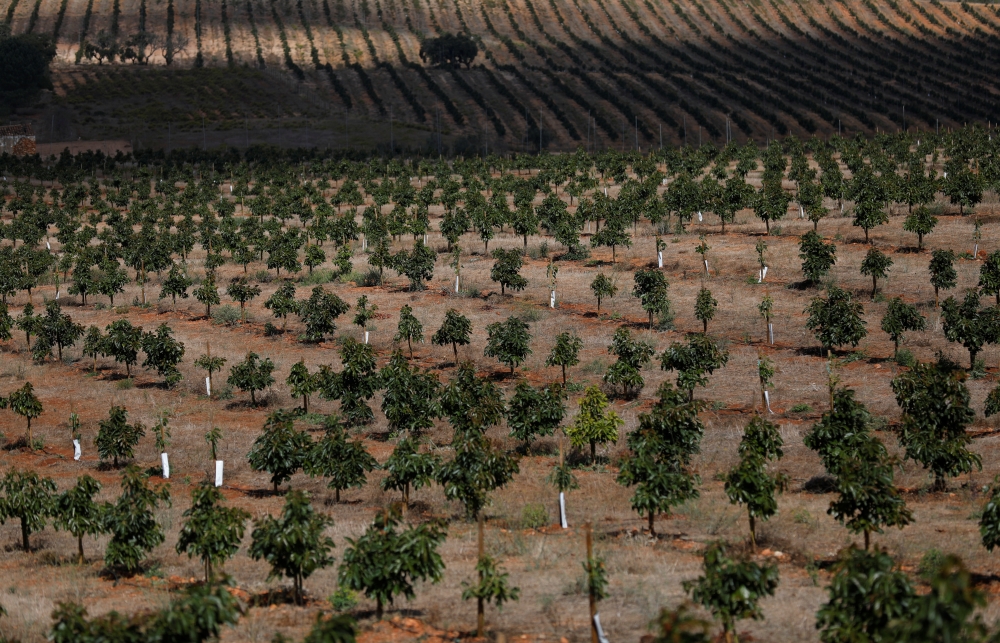 An avocado plantation is seen at the Algarve region near Lagos, Portugal October 5, 2020. REUTERS/Rafael Marchante
 