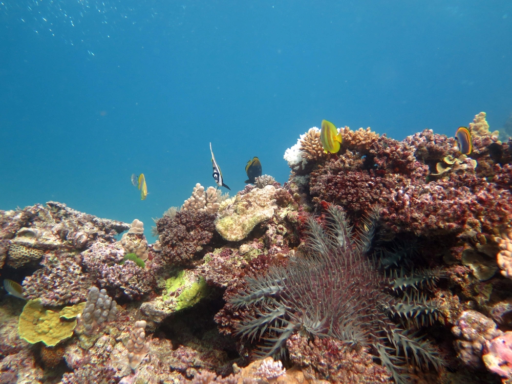 This undated handout picture received from the Institute for Marine and Antartic Studies on November 2, 2020, shows a crown of Thorns Starfish at Swains Reef, part of the Great Barrier Reef off the east coast of Australia in the South Pacific Ocean. AFP P