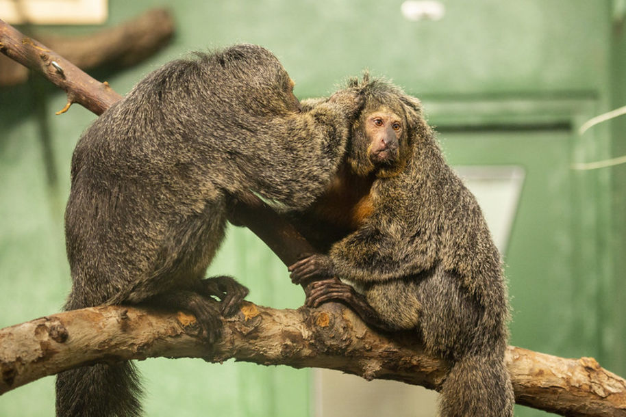 Aalto University researchers designed a sound device for white-face sakis living in Korkesaari Zoo. Photo: Annika Sorjonen / Korkeasaari Zoo
