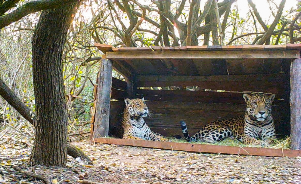 Tania (L), a female jaguar brought up in a zoo, and a male jaguar christened Qaramta, sit together in a breeding enclosure at the Impenetrable National Park, in the Chaco Province, Argentina October 17, 2020. Rewilding Argentina/Handout via Reuters 