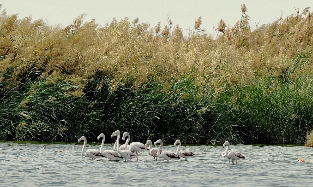 Photo credit: Abdul Basit/ The Peninsula 