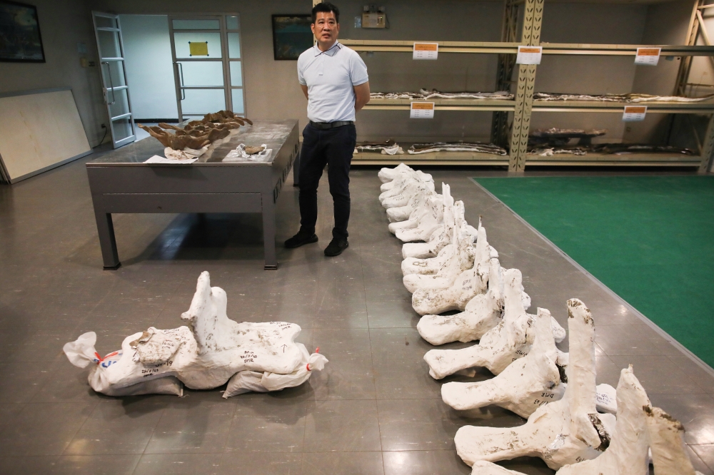 A Thai archaeologist stands next to a whale skeleton, thought to be between 3,000 and 5,000 years old and belonging to a Bryde's whale in laboratory, in Pathum Thani, Thailand December 4, 2020. REUTERS/Soe Zeya Tun